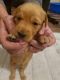 Labradoodle Puppies for sale in Oshkosh, WI, USA. price: $1,500