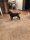 Labradoodle Puppies for sale in Minco, OK 73059, USA. price: NA