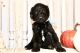 Labradoodle Puppies for sale in Ferron, UT 84523, USA. price: NA