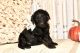 Labradoodle Puppies for sale in Ferron, UT 84523, USA. price: $1,000