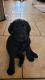 Labradoodle Puppies for sale in Glendale, AZ, USA. price: NA