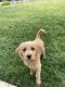 Labradoodle Puppies for sale in Elk Grove, CA, USA. price: NA
