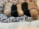 Labradoodle Puppies for sale in Turner, OR, USA. price: NA