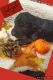 Labradoodle Puppies for sale in Big Rapids, MI 49307, USA. price: NA