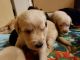 Labradoodle Puppies for sale in Puyallup, WA, USA. price: $1,800