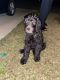 Labradoodle Puppies for sale in Charlotte, NC, USA. price: $900
