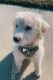 Labradoodle Puppies for sale in Houston, TX, USA. price: $1,500