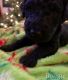 Labradoodle Puppies for sale in Sheffield, OH, USA. price: NA