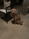 Labradoodle Puppies for sale in Yukon, OK, USA. price: NA
