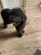 Labradoodle Puppies for sale in Swansea, IL, USA. price: NA