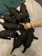 Labradoodle Puppies for sale in Gardnerville, NV, USA. price: NA