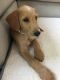 Labradoodle Puppies for sale in Martinez, CA 94553, USA. price: $2,500