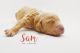 Labradoodle Puppies for sale in Frisco, TX, USA. price: NA