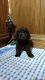 Labradoodle Puppies for sale in LaGrange, IN 46761, USA. price: $1,800