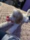 Labradoodle Puppies for sale in Royal Oak, MI, USA. price: NA