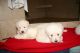 Labradoodle Puppies for sale in Fairfield, CA, USA. price: NA