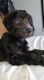 Labradoodle Puppies for sale in The Bronx, NY, USA. price: NA