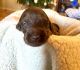 Labradoodle Puppies for sale in Kingsport, TN, USA. price: NA