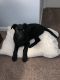 Labradoodle Puppies for sale in Odenton, MD, USA. price: $1,300