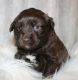 Labradoodle Puppies for sale in Centerville, PA 16404, USA. price: $1,650