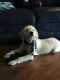 Labradoodle Puppies for sale in Morristown, TN, USA. price: NA
