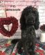 Labradoodle Puppies for sale in Clara City, MN 56222, USA. price: NA