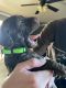Labradoodle Puppies for sale in Rio Vista, CA 94571, USA. price: NA