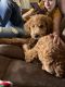 Labradoodle Puppies for sale in Oak Hill, OH 45656, USA. price: NA