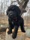 Labradoodle Puppies for sale in Marion, OH 43302, USA. price: $1,700