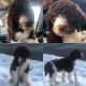 Labradoodle Puppies for sale in Hasbrouck Heights, NJ 07604, USA. price: $2,500