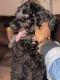 Labradoodle Puppies for sale in Chicago, IL, USA. price: $1,800