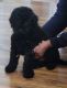 Labradoodle Puppies for sale in Madison Heights, VA 24572, USA. price: NA