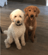 Labradoodle Puppies for sale in 11 Westcedar Ln, Palm Coast, FL 32164, USA. price: NA