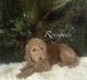 Labradoodle Puppies for sale in North Adams, MI 49262, USA. price: NA