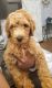 Labradoodle Puppies for sale in Tifton, GA, USA. price: $900