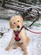 Labradoodle Puppies for sale in Hillsboro, OR, USA. price: $1,000