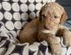 Labradoodle Puppies for sale in Carol Stream, IL, USA. price: NA
