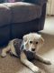 Labradoodle Puppies for sale in Erie, PA, USA. price: NA
