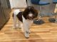 Labradoodle Puppies for sale in Middleborough, MA, USA. price: $1,500