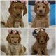 Labradoodle Puppies for sale in Atwater, MN 56209, USA. price: NA