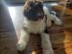 Labradoodle Puppies for sale in Central Islip, NY 11722, USA. price: NA
