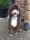 Labradoodle Puppies for sale in Georgiana, AL 36033, USA. price: $500