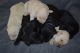 Labradoodle Puppies for sale in Wilsey, KS 66873, USA. price: $1,500