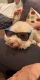 Labradoodle Puppies for sale in Sugar Land, TX, USA. price: NA