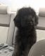 Labradoodle Puppies for sale in Worcester, MA, USA. price: NA