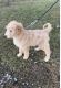 Labradoodle Puppies for sale in Pikeville, KY 41501, USA. price: NA