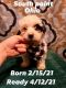 Labradoodle Puppies for sale in South Point, OH 45680, USA. price: $1,200