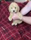 Labradoodle Puppies for sale in San Diego, CA 92103, USA. price: $1,500