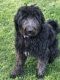 Labradoodle Puppies for sale in Princeton, IN 47670, USA. price: NA