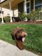 Labradoodle Puppies for sale in Ontario, CA, USA. price: NA